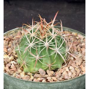 Ferocactus viridescens 8-inch pots