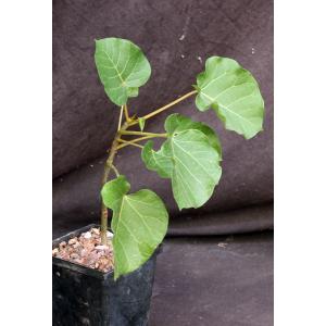 Ficus abutifolia 5-inch pots