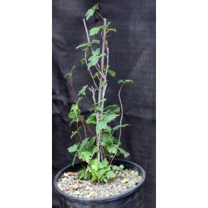 Ficus afghanistanii 3-gallon pots