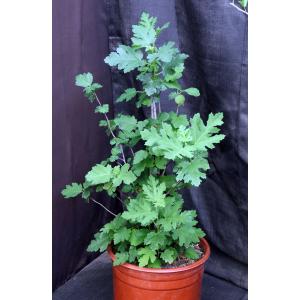 Ficus afghanistanii 5-gallon pots