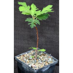 Ficus afghanistanii 5-inch pots
