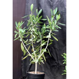 Ficus ilicina 3-gallon pots
