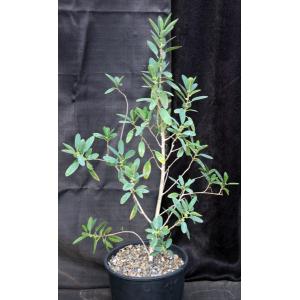 Ficus menabeensis 2-gallon pots