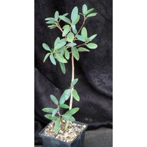 Ficus menabeensis 5-inch pots