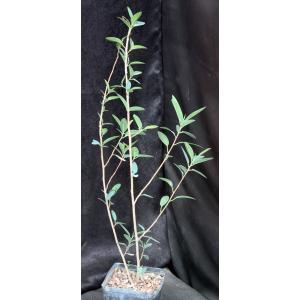 Ficus menabeensis one-gallon pots