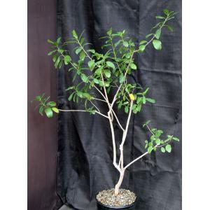 Ficus natalensis 2-gallon pots
