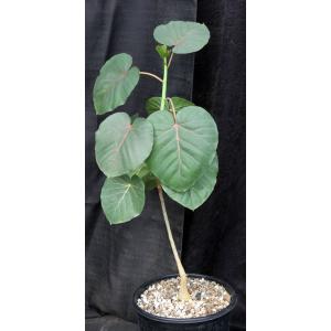 Ficus petiolaris 2-gallon pots