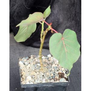 Ficus petiolaris 5-inch pots