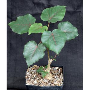 Ficus petiolaris one-gallon pots