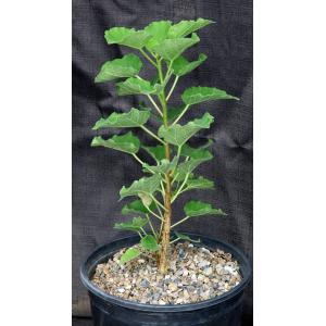 Ficus tettensis 2-gallon pots