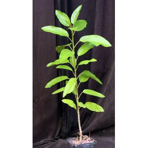 Ficus vasta 5-inch pots