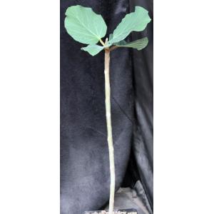 Ficus vasta one-gallon pots