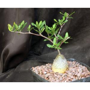 Fockea crispa one-gallon pots