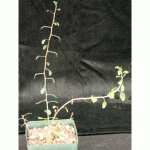 Fouquieria columnaris 5-inch pots