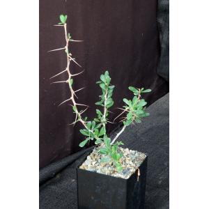Fouquieria columnaris 5-inch pots