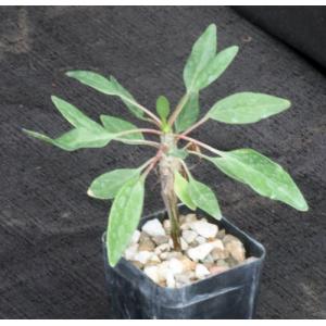 Fouquieria diguetii 2-inch pots