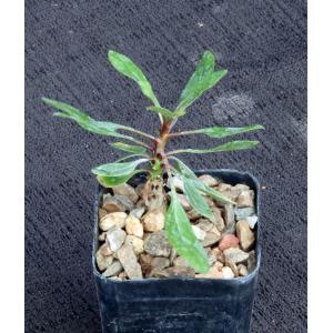 Fouquieria fasciculata 2-inch pots