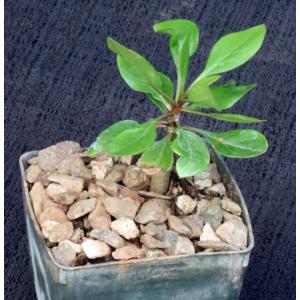 Fouquieria fasciculata 3-inch pots