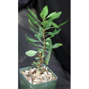 Fouquieria fasciculata 4-inch pots