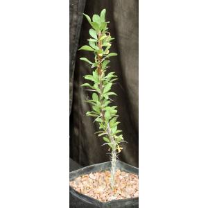 Fouquieria splendens one-gallon pots