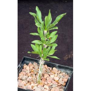 Fouquieria splendens 5-inch pots