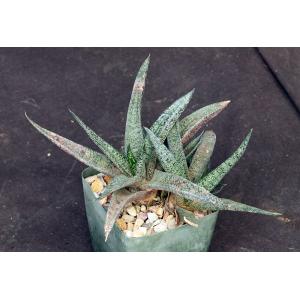 Gasteria ellaphieae (EVJ 11032) 4-inch pots