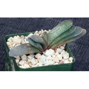 Gasteria brachyphylla var. bayeri 4-inch pots