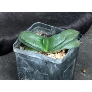 Gasteria armstrongii (GM 388)5-inch pots