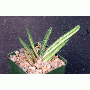 Gasteria batesiana variegate 4-inch pots