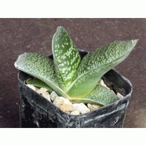 Gasteria cv Blue Ox hybrid 2-inch pots