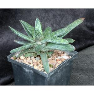 Gasteria brachyphylla var. brachyphylla (FA 848) 5-inch pots