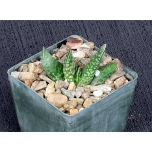 Gasteria carinata cv Volmoed 3-inch pots
