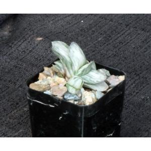 Gasteriacv Sakura Fuji 2-inch pots