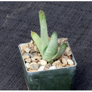 Gasteria cv Frosty 3-inch pots