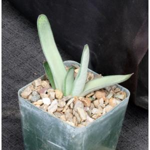 Gasteria cv Frosty 4-inch pots