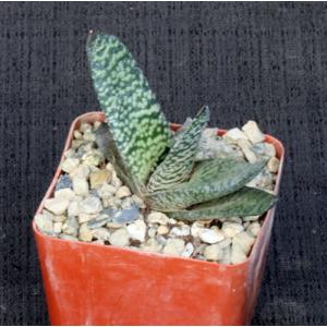 Gasteria cv Peg’s Big Boy 4-inch pots