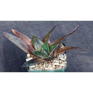 Gasteria cv Royal 4-inch pots