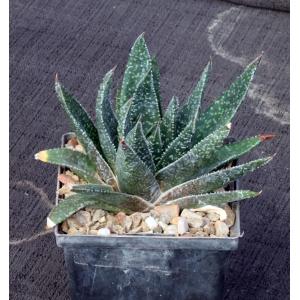 Gasteria cv Royal 5-inch pots