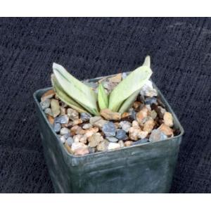 Gasteria disticha variegate 3-inch pots