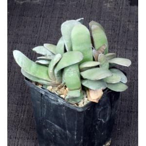 Gasteria glomerata 4-inch pots