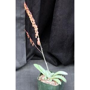 Gasteria glomerata 5-inch pots