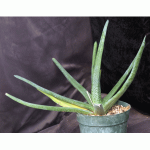 Gasteria penduliflora 8-inch pots