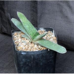 Gasteria pillansii var. pillansii one-gallon pots