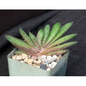 Gasteria rawlinsonii x liliputana (RD841) 4-inch pots