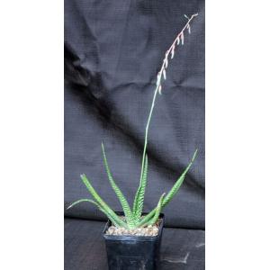 Gasteria thunbergii 5-inch pots