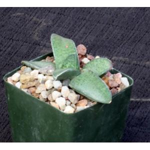 Gasteria vlokii 4-inch pots