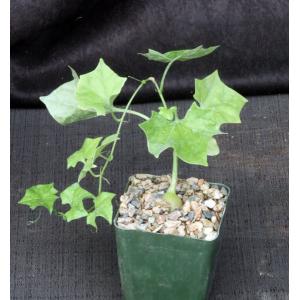 Gerrardanthus macrorrhizus 4-inch pots