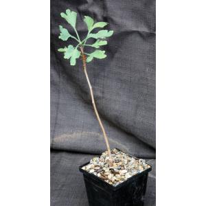 Ginko biloba 5-inch pots
