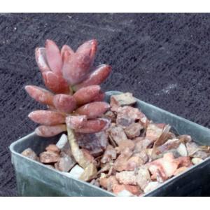 Graptopetalum paraguayense 3-inch pots