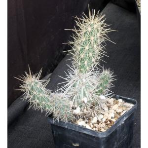 Grusonia grahamii 5-inch pots